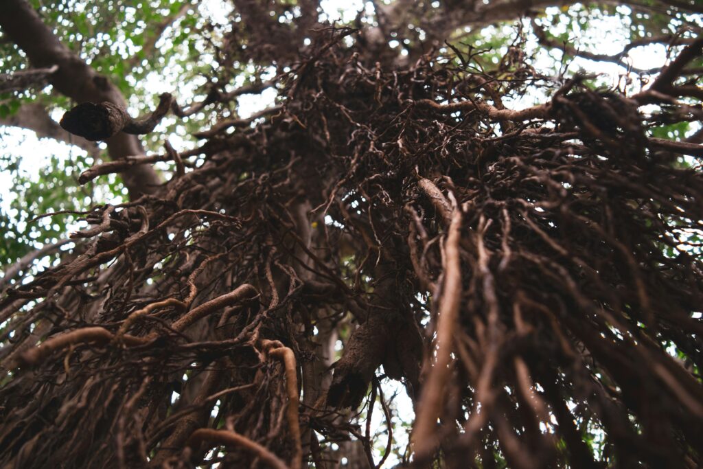 tree roots photographed from ground level, sunlight through the different root knots. 